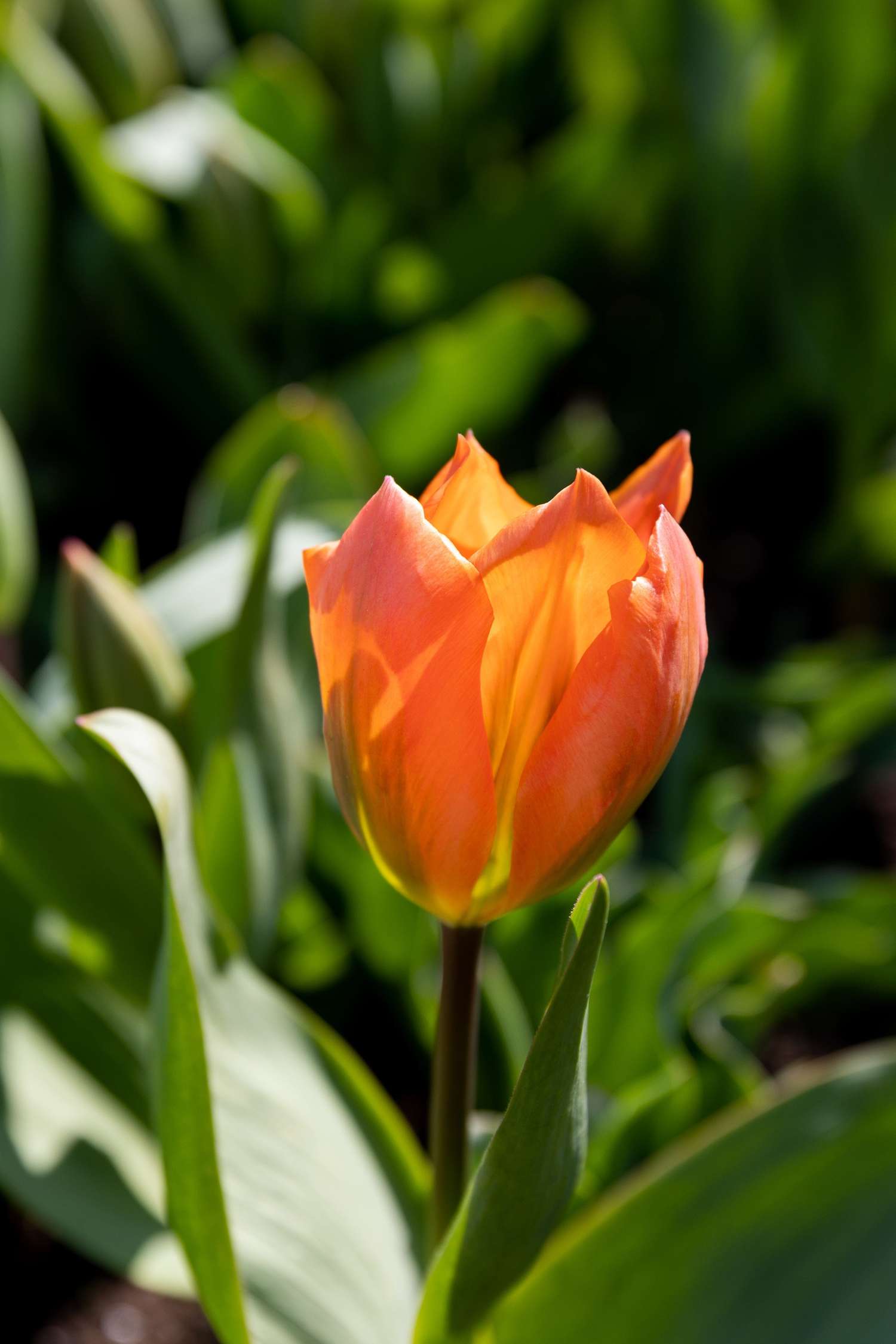 Tulppaani 'Orange Emperor'